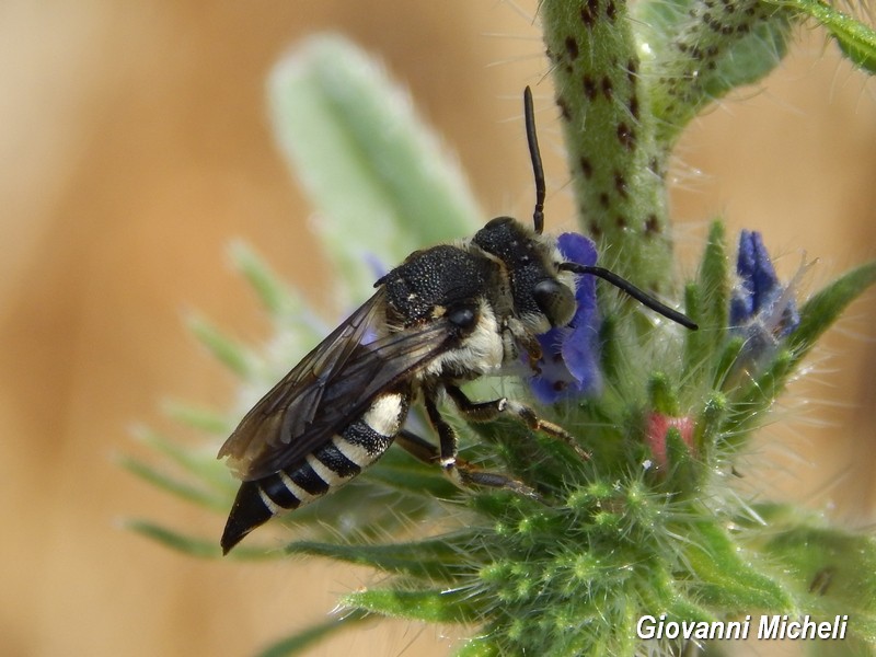 Apidae Megachilinae: femmina di Coelioxys sp.